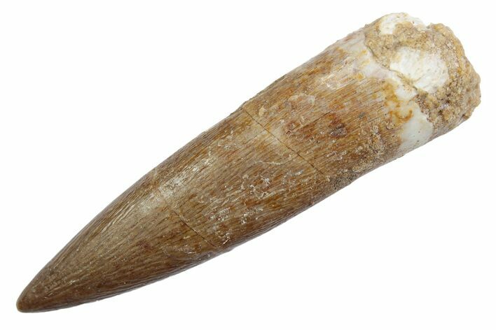 Fossil Plesiosaur (Zarafasaura) Tooth - Morocco #370236
